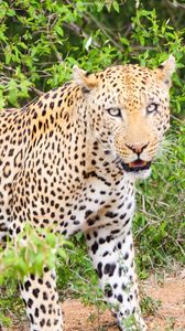 Preview wallpaper leopard, cheetah, predator, look