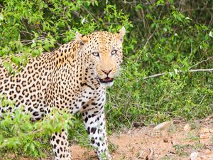 Preview wallpaper leopard, cheetah, predator, look
