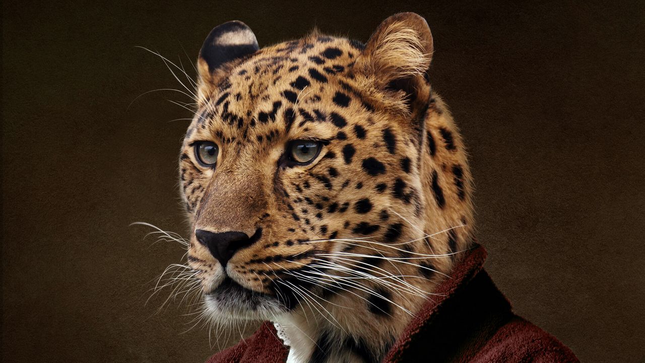Wallpaper leopard, clothes, animal, man
