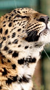 Preview wallpaper leopard, color, big cat, predator