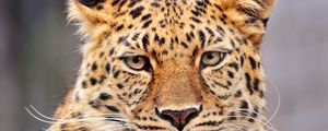 Preview wallpaper leopard, color, big cat, predator