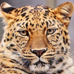 Preview wallpaper leopard, color, big cat, predator