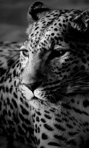 Preview wallpaper leopard, color, spotted, black and white