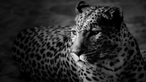Preview wallpaper leopard, color, spotted, black and white