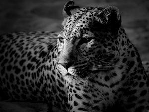 Preview wallpaper leopard, color, spotted, black and white