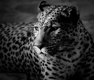 Preview wallpaper leopard, color, spotted, black and white