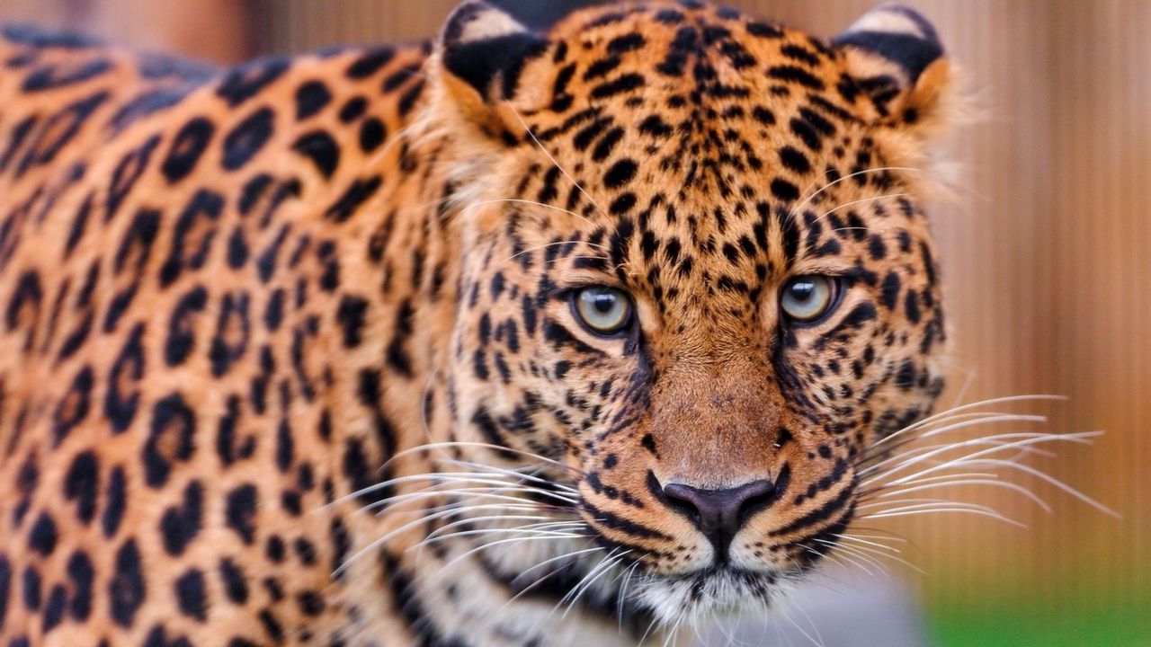 Wallpaper leopard, color, spotted, predator, big cat