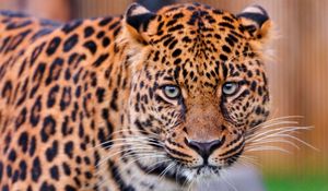 Preview wallpaper leopard, color, spotted, predator, big cat