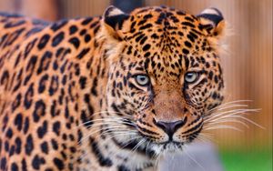 Preview wallpaper leopard, color, spotted, predator, big cat