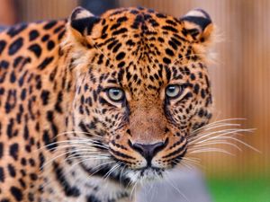 Preview wallpaper leopard, color, spotted, predator, big cat