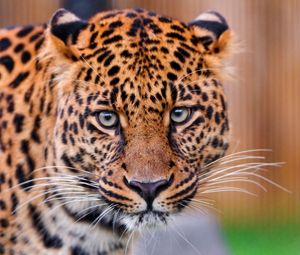 Preview wallpaper leopard, color, spotted, predator, big cat