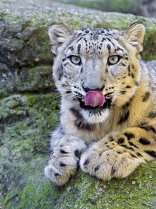 Preview wallpaper leopard, couple, lick, stones, lie