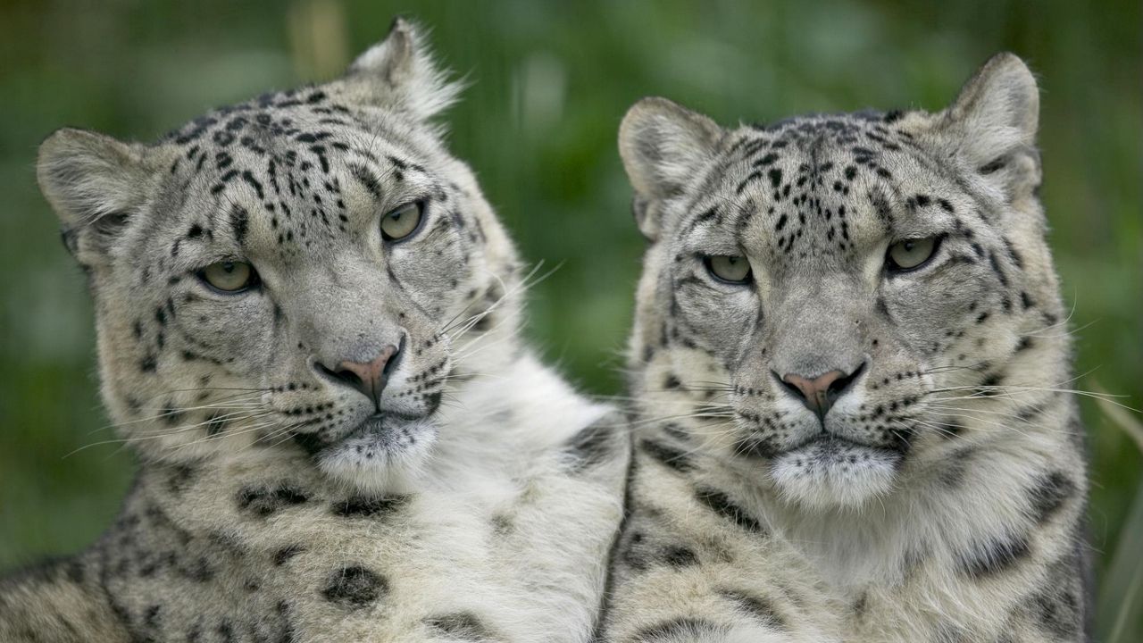 Wallpaper leopard, couple, look, big cat, predator