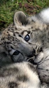 Preview wallpaper leopard cub, baby, face, predator