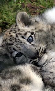 Preview wallpaper leopard cub, baby, face, predator