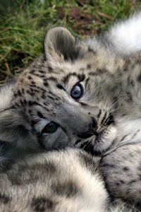 Preview wallpaper leopard cub, baby, face, predator