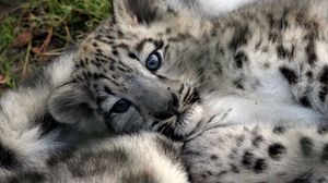 Preview wallpaper leopard cub, baby, face, predator