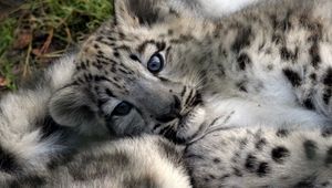 Preview wallpaper leopard cub, baby, face, predator