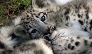 Preview wallpaper leopard cub, baby, face, predator