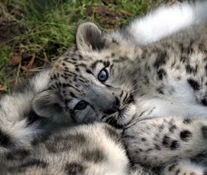 Preview wallpaper leopard cub, baby, face, predator