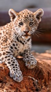 Preview wallpaper leopard, cub, cat, predator