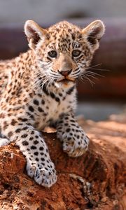 Preview wallpaper leopard, cub, cat, predator