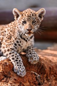 Preview wallpaper leopard, cub, cat, predator