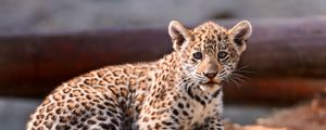 Preview wallpaper leopard, cub, cat, predator