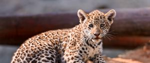 Preview wallpaper leopard, cub, cat, predator