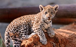 Preview wallpaper leopard, cub, cat, predator