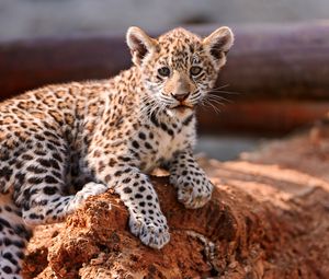 Preview wallpaper leopard, cub, cat, predator