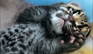 Preview wallpaper leopard, cub, feet, hide