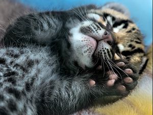 Preview wallpaper leopard, cub, feet, hide