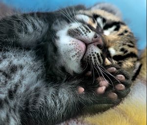 Preview wallpaper leopard, cub, feet, hide