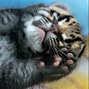 Preview wallpaper leopard, cub, feet, hide