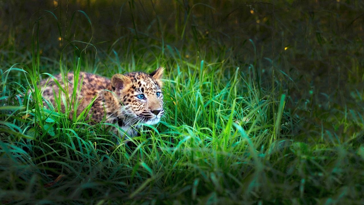 Wallpaper leopard, cub, grass, lie, hide, hunt