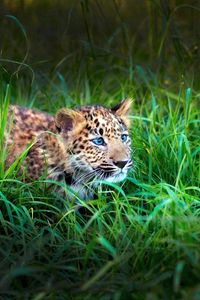 Preview wallpaper leopard, cub, grass, lie, hide, hunt