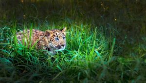 Preview wallpaper leopard, cub, grass, lie, hide, hunt