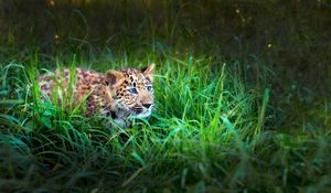 Preview wallpaper leopard, cub, grass, lie, hide, hunt