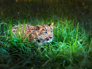 Preview wallpaper leopard, cub, grass, lie, hide, hunt
