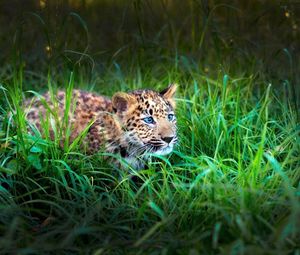 Preview wallpaper leopard, cub, grass, lie, hide, hunt