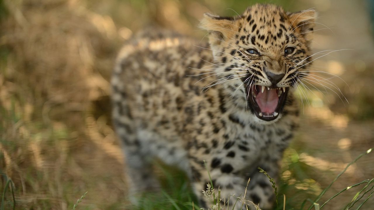 Wallpaper leopard, cub, grass, walk, big cat, predator
