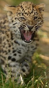 Preview wallpaper leopard, cub, grass, walk, big cat, predator