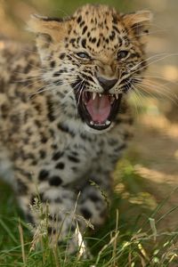 Preview wallpaper leopard, cub, grass, walk, big cat, predator