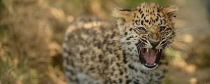 Preview wallpaper leopard, cub, grass, walk, big cat, predator