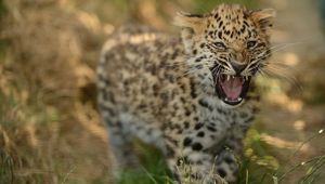 Preview wallpaper leopard, cub, grass, walk, big cat, predator