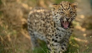 Preview wallpaper leopard, cub, grass, walk, big cat, predator