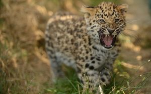 Preview wallpaper leopard, cub, grass, walk, big cat, predator