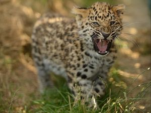 Preview wallpaper leopard, cub, grass, walk, big cat, predator