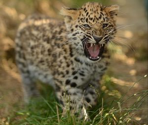 Preview wallpaper leopard, cub, grass, walk, big cat, predator